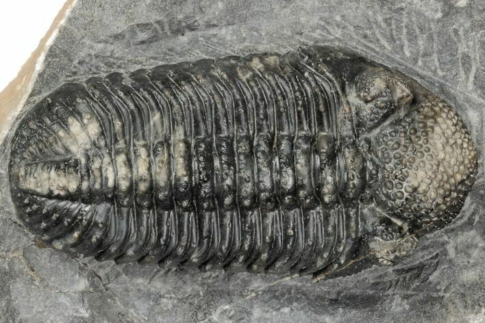 Spiny Phacopid (Drotops Armatus) Trilobite - Perfectly Prone #196640